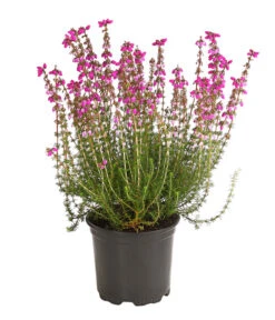 Graue Glockenheide, Verschiedene Farben 16 Graue Glockenheide, Verschiedene Farben -Eleganter Garten 7172521 WE FS 003 EricaCinereaGrauheideT10Herzig