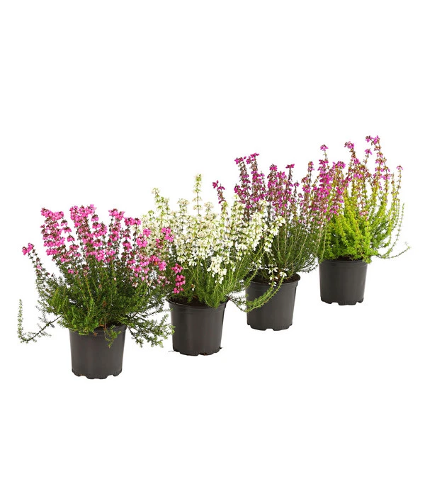 Graue Glockenheide, Verschiedene Farben 3 Graue Glockenheide, Verschiedene Farben