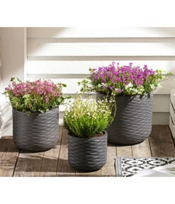 Graue Glockenheide, Verschiedene Farben 19 Graue Glockenheide, Verschiedene Farben -Eleganter Garten 7172521 WE MO 002 EricaCinereaGrauheide