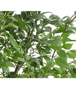 Niedriger Korkspindelstrauch 'Compactus' -Eleganter Garten 7175649 PR DE 001 EuonymusAlatusCompactus5LDehnerExpressHerzig