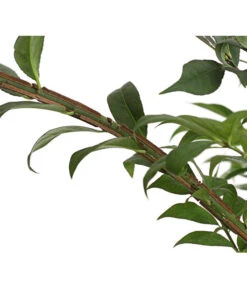 Niedriger Korkspindelstrauch 'Compactus' -Eleganter Garten 7175649 PR DE 002 EuonymusAlatusCompactus5LDehnerExpressHerzig