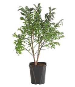 Niedriger Korkspindelstrauch 'Compactus'