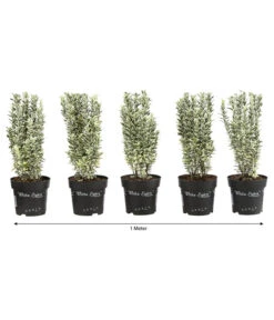 1 Meter Spindelstrauch 'White Spire', 5 X Ca. 40-45 Cm