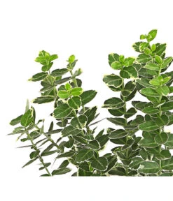 Spindelstrauch 'Emerald Gaiety' -Eleganter Garten 7177520 PR DE 001 EuonymusSpindelstrauchEmeraldGaiety13cmDehnerExpressHerzig