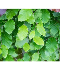 3 Meter Rotbuche, 6 X 200-225 Cm 11 3 Meter Rotbuche, 6 X 200-225 Cm -Eleganter Garten 7185077 FagusSylvaticaDetailLuckner 1