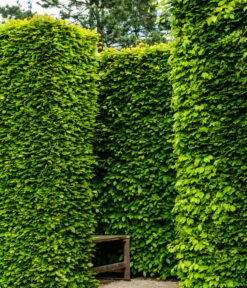 3 Meter Rotbuche, 6 X 200-225 Cm 10 3 Meter Rotbuche, 6 X 200-225 Cm -Eleganter Garten 7185093 WE MO 002 RotbucheFagusSylvatica 1