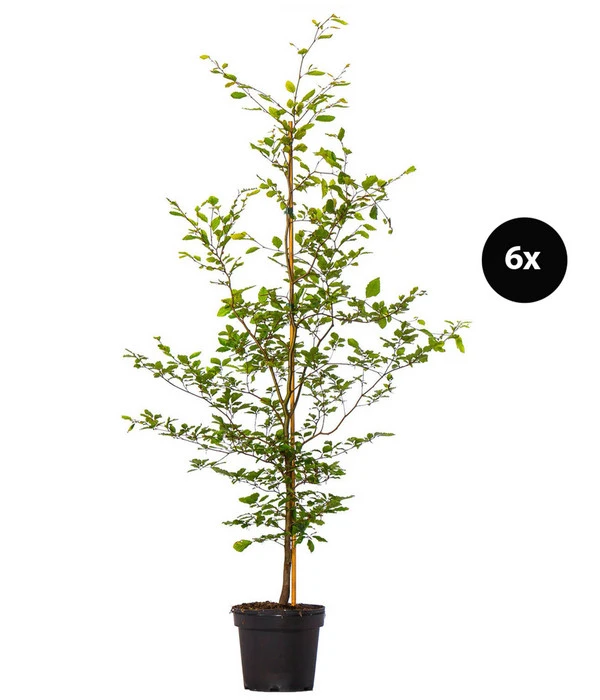 3 Meter Rotbuche, 6 X 200-225 Cm 3 3 Meter Rotbuche, 6 X 200-225 Cm