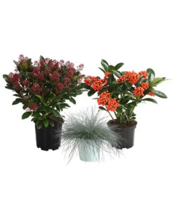 Grabpflanzen-Set Immerwährend, 3-teilig