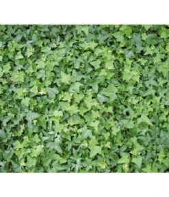 Gewöhnlicher Efeu 6 Gewöhnlicher Efeu -Eleganter Garten 7207871 BildD 001 GewoehnlicherEfeuHedHelix