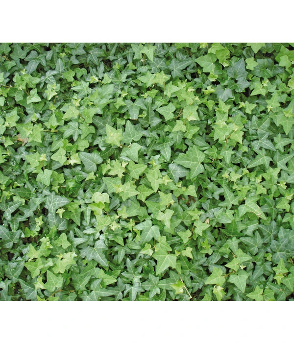 Gewöhnlicher Efeu 4 Gewöhnlicher Efeu – Bild 2