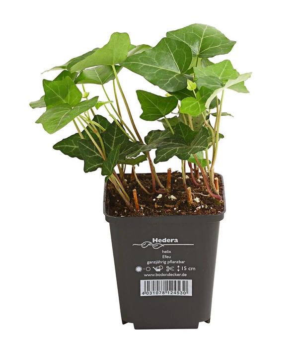 Gewöhnlicher Efeu 3 Gewöhnlicher Efeu