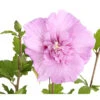 Hibiskus 'Lavender Chiffon®' - Garten-Eibisch 2 Hibiskus 'Lavender Chiffon®' - Garten-Eibisch -Eleganter Garten 7213887 PR DE 001 HibiscusHibiskusLavenderChiffonDehner3LDehnerExpressHerzig
