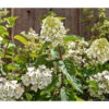 Rotstielige Rispen-Hortensie -Eleganter Garten 7225089 WE DE 002 Hortensien
