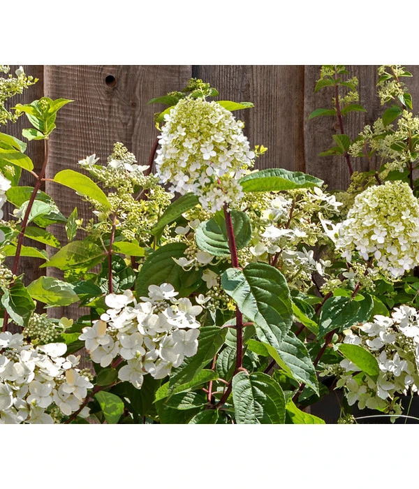 Rotstielige Rispen-Hortensie 3 Rotstielige Rispen-Hortensie