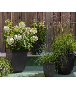 Rotstielige Rispen-Hortensie 10 Rotstielige Rispen-Hortensie -Eleganter Garten 7225089 WE MO 002 Hortensien GC11 2020