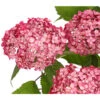 Schneeball-Hortensie 'Ruby Annabelle®' -Eleganter Garten 7225329 PR DE 001 HydrangeaPaniculataRispenhortensieRubyAnnabell3LDehnerExpressHerzig