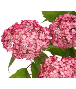 Schneeball-Hortensie 'Ruby Annabelle®'