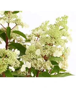 Rotstielige Rispen-Hortensie 13 Rotstielige Rispen-Hortensie -Eleganter Garten 7225550 PR DE 001 HortensieHydrangeaComtesseBlanche5LDehnerExpressHerzig