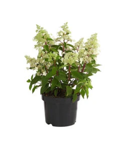 Rotstielige Rispen-Hortensie 9 Rotstielige Rispen-Hortensie -Eleganter Garten 7225550 PR FS 001 HortensieHydrangeaComtesseBlanche5LDehnerExpressHerzig