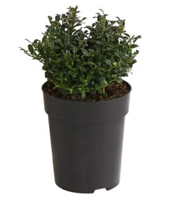 Japanische Stechpalme, Kugel