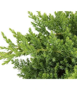 Japanischer Kriech-Wacholder 'Nana' 7 Japanischer Kriech-Wacholder 'Nana' -Eleganter Garten 7251705 PR DE 001 JuniperusWacholderProcumbensNana13CDehnerExpressHerzig