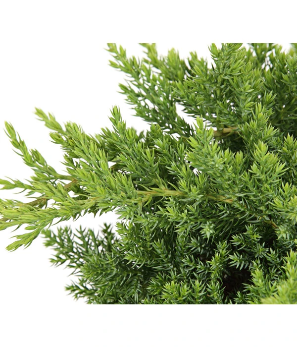 Japanischer Kriech-Wacholder 'Nana' 5 Japanischer Kriech-Wacholder 'Nana' – Bild 3