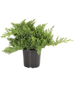 Japanischer Kriech-Wacholder 'Nana'