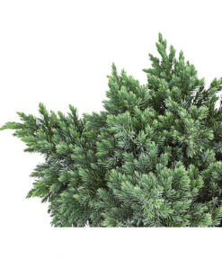 Schuppen-Wacholder 'Blue Star' -Eleganter Garten 7253826 PR DE 001 JuniperusBlueStar3LDehnerExpressHerzig