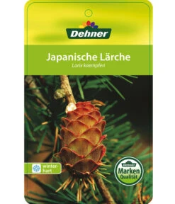 Japanische Lärche -Eleganter Garten 7261548 JapanischeLaerche Etikett 1