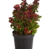 Traubenheide 'Curly Red' -Eleganter Garten 7264229 WE FS 001 LeucothoeTraubenheideCurlyRed2L