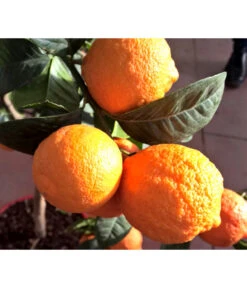 Rangpur-Limette 'Lima Rossa' -Eleganter Garten 7266794 WE DE 002 LimaRossa