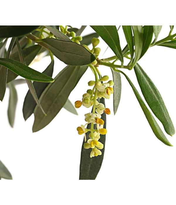 Olive, Ministamm 8 Olive, Ministamm – Bild 6