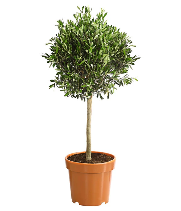 Olive, Ministamm 3 Olive, Ministamm