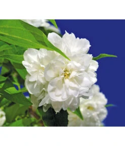 Gefüllter Gartenjasmin 'Schneesturm' -Eleganter Garten 7303456 WE DE 003 GefuellterGartenjasminSchneesturmPhiladelphusHybride