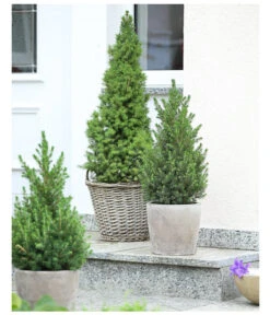 Zuckerhutfichte 'Conica' -Eleganter Garten 7315005 PR MO 002 PiceaZuckerhutfichteConicaDehnerExpressHerzig