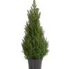 Zuckerhutfichte 'Conica' -Eleganter Garten 7315047 PR FS 001 PiceaZuckerhutfichteglaucaconica75LDehnerExpressHerzig