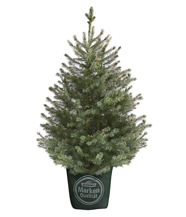 Serbische Fichte, Ca. 70-80 Cm, Im Topf Gewachsen 3 Serbische Fichte, Ca. 70-80 Cm, Im Topf Gewachsen