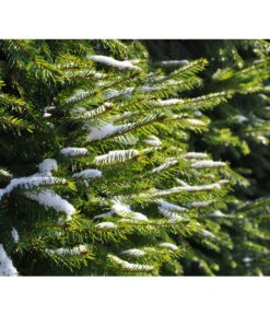 Serbische Fichte, Ca. 70-80 Cm, Im Topf Gewachsen 7 Serbische Fichte, Ca. 70-80 Cm, Im Topf Gewachsen -Eleganter Garten 7315864 WE MO 001 PiceaOmorika Pixabay