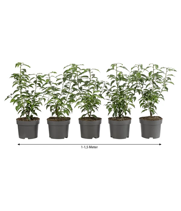 1-1,5 Meter Portugiesischer Kirschlorbeer 'Angustifolia', 5 X Ca. 30-35 Cm 3 1-1,5 Meter Portugiesischer Kirschlorbeer 'Angustifolia', 5 X Ca. 30-35 Cm