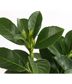 Kirschlorbeer 'Etna' -Eleganter Garten 7358484 WE DE 001 PrunusLaurocerasusEtnaKirschlorbeer5LDehnerExpressHerzig