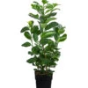 Kirschlorbeer 'Etna' -Eleganter Garten 7359706 WE FS 001 PrunusEtnaKirschlorbeer3L
