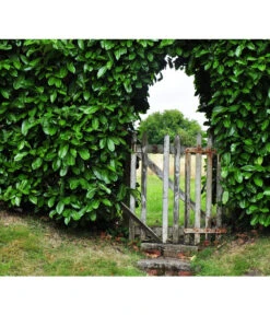 Kirschlorbeer 'Etna' -Eleganter Garten 7359706 WE MO 001 KirschlorbeerPrunusLaurocerasusPixabay