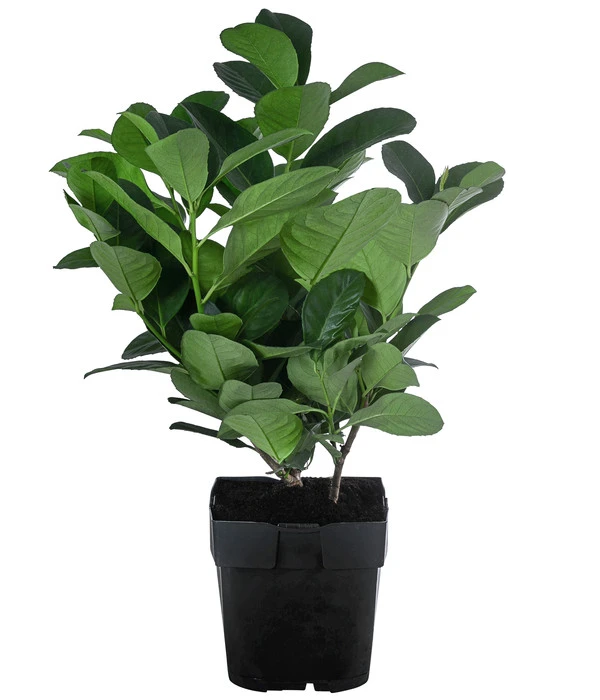 2-3 Meter Kirschlorbeer 'Etna', 10 X Ca. 20-30 Cm 4 2-3 Meter Kirschlorbeer 'Etna', 10 X Ca. 20-30 Cm – Bild 2