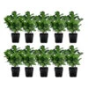 2-3 Meter Kirschlorbeer 'Etna', 10 X Ca. 20-30 Cm -Eleganter Garten 7404270 WE FS 001 MeterKirschlorbeerEtna10xca2030cm