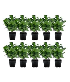 2-3 Meter Kirschlorbeer 'Etna', 10 X Ca. 20-30 Cm