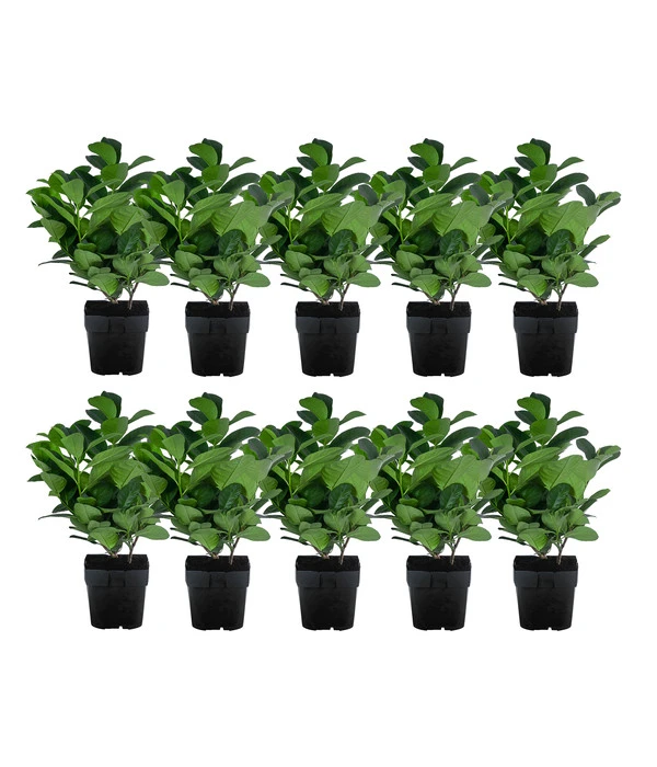 2-3 Meter Kirschlorbeer 'Etna', 10 X Ca. 20-30 Cm 3 2-3 Meter Kirschlorbeer 'Etna', 10 X Ca. 20-30 Cm