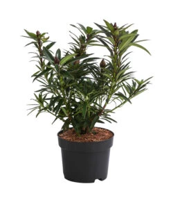 Rhododendron 'Graziella' -Eleganter Garten 7407349 WE FS 001 RhododendronGraziella