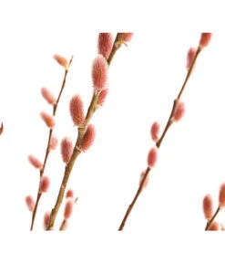 Rotkätzchenweide, Stämmchen -Eleganter Garten 7461825 WE DE 001 SalixHaengekaetzchenRotkaetzchenStamm2LDehnerExpressHerzig