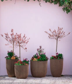 Rotkätzchenweide, Stämmchen -Eleganter Garten 7461833 7461825 WE MO 001 RotkaetzchenStaemmchen