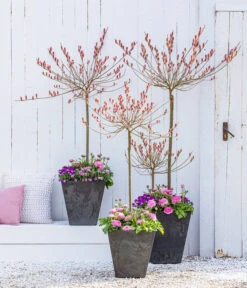 Rotkätzchenweide, Stämmchen -Eleganter Garten 7461833 WE MO 001 RotkaetzchenWEideStaemmchen